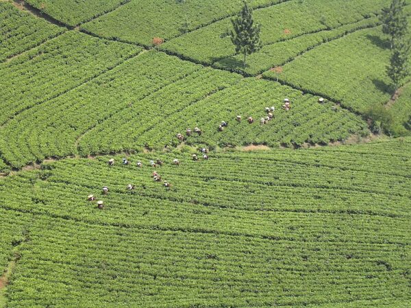 台湾紅茶の生産量及び消費量は？